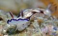   Ribescia Tryoni  